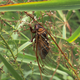 Grand Western Cicada